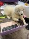 Samoyed Puppies for sale in Philadelphia, PA, USA. price: $1,500