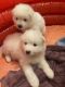Samoyed Puppies for sale in Stafford, VA 22554, USA. price: NA