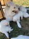 Samoyed Puppies for sale in Auburn, WA, USA. price: NA
