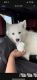 Samoyed Puppies for sale in Bayonne, NJ, USA. price: NA
