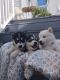 Samoyed Puppies for sale in Keansburg, NJ, USA. price: $1,500