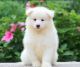 Samoyed Puppies for sale in Worcester, MA, USA. price: $3,500