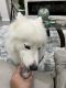 Samoyed Puppies for sale in Jacksonville, FL, USA. price: $2,000