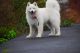 Samoyed Puppies for sale in Bachupally, Hyderabad, Telangana, India. price: 10000 INR