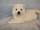Samoyed Puppies for sale in Knoxville, PA 16928, USA. price: NA