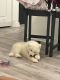 Samoyed Puppies for sale in Duluth, GA, USA. price: $5,500