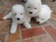 Samoyed Puppies for sale in Tennessee City, TN 37055, USA. price: NA