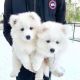 Samoyed Puppies for sale in 53095 NY-25, Southold, NY 11971, USA. price: NA