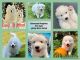 Samoyed Puppies for sale in Eldersburg, MD, USA. price: $1,700