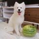 Samoyed Puppies for sale in Wiconisco Township, PA, USA. price: NA