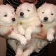 Samoyed Puppies for sale in NJ-27, Edison, NJ, USA. price: $270