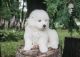 Samoyed Puppies for sale in Hauppauge, NY, USA. price: $650