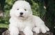 Samoyed Puppies for sale in Lawrenceville, Lawrence Township, NJ 08648, USA. price: $650