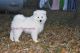 Samoyed Puppies for sale in Athens, WI 54411, USA. price: $2,000