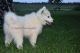 Samoyed Puppies for sale in Athens, WI 54411, USA. price: $1,800