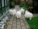 Samoyed Puppies for sale in Kent, WA, USA. price: $500