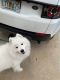 Samoyed Puppies for sale in Fort Lauderdale, FL 33317, USA. price: $4,200