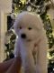 Samoyed Puppies for sale in Billings, MT, USA. price: NA