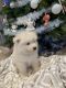 Samoyed Puppies for sale in Inwood, IA 51240, USA. price: NA