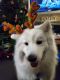 Samoyed Puppies for sale in Beavercreek, OH, USA. price: $1,000