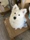Samoyed Puppies for sale in Sanford, CA 90005, USA. price: NA