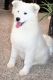 Samoyed Puppies for sale in Sugar City, ID, USA. price: NA