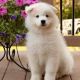 Samoyed Puppies for sale in Michigan City, IN, USA. price: NA