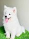 Samoyed Puppies for sale in Michigan City, IN, USA. price: $600