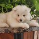 Samoyed Puppies for sale in 9776 TX-171, Itasca, TX 76055, USA. price: $2,800
