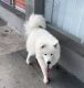 Samoyed Puppies for sale in Miami Gardens, FL, USA. price: $800