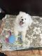 Samoyed Puppies for sale in Brooklyn, NY 11230, USA. price: $1,500