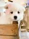 Samoyed Puppies for sale in Shoemakersville, PA, USA. price: NA