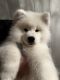 Samoyed Puppies for sale in Skokie, IL, USA. price: NA
