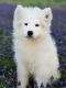 Samoyed Puppies for sale in 9776 TX-171, Itasca, TX 76055, USA. price: $2,100