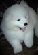 Samoyed Puppies for sale in Bossier City, LA, USA. price: $1,700