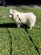 Samoyed Puppies for sale in Spring, TX 77373, USA. price: $1,800