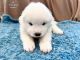 Samoyed Puppies for sale in Forney, TX 75126, USA. price: $3,200