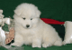 Samoyed Puppies for sale in Miami, FL, USA. price: $700