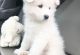 Samoyed Puppies for sale in Miami, FL, USA. price: $700
