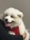 Samoyed Puppies for sale in 6371 Westheimer Rd, Houston, TX 77057, USA. price: $4,500