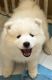 Samoyed Puppies for sale in Severna Park, MD, USA. price: NA
