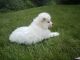 Samoyed Puppies for sale in Port Orchard, WA, USA. price: NA