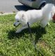 Samoyed Puppies for sale in Rockville, MD 20850, USA. price: $800