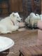 Samoyed Puppies for sale in Keytesville, MO 65261, USA. price: $1,800