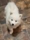 Samoyed Puppies for sale in Keytesville, MO 65261, USA. price: $1,600