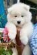 Samoyed Puppies for sale in Rising Sun, IN 47040, USA. price: $2,500