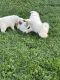 Samoyed Puppies for sale in Fairborn, OH 45324, USA. price: NA