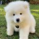 Samoyed Puppies for sale in San Diego County, CA, USA. price: $750