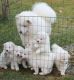 Samoyed Puppies for sale in Huntsville, AL, USA. price: NA