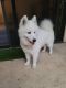 Samoyed Puppies for sale in Palm Beach Gardens, FL, USA. price: NA